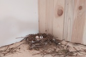holubí hnízdo