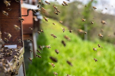 Symbolicky na Mezinárodní den včel se slavnostně otevře včelí stezka u Technologického parku. Ilustrační foto: Pixabay