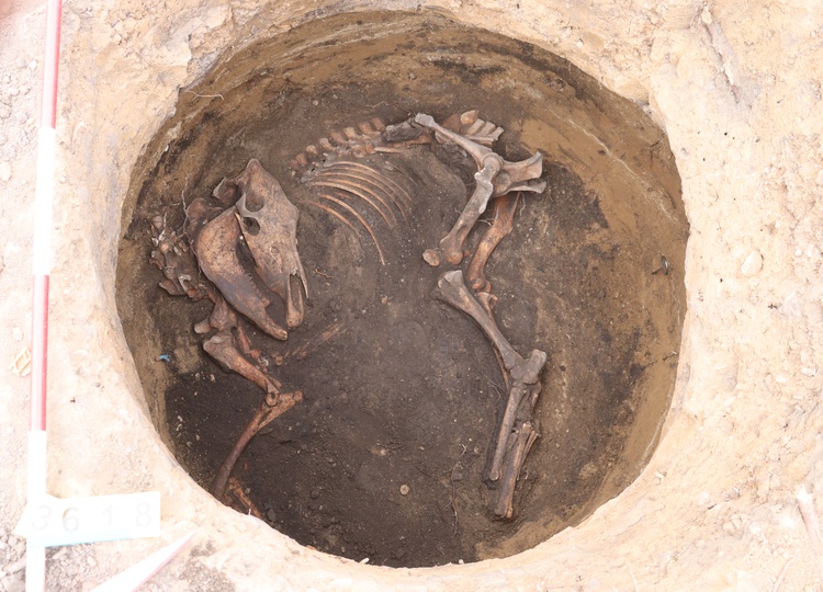 Kostra koně se nacházela ve slovanské zásobní jámě. Foto: Ústav archeologické památkové péče Brno