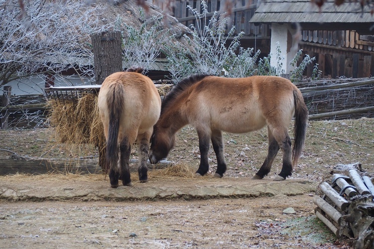 Brněnská zoo zve na zvýhodněné vstupné. Foto: Zoo Brno