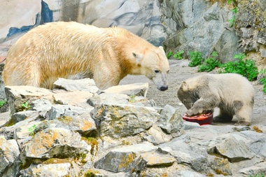Zoo opraví expozici ledních medvědů, Cora by mohla získat nápadníka
