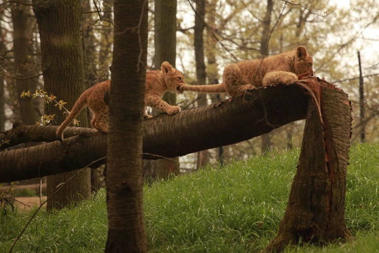 Lvíčata přilákala do brněnské zoo rekordní počet návštěvníků