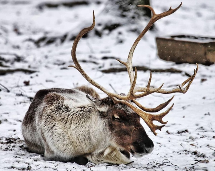 První letošní víkend nabídne bleší trhy i program v zoo