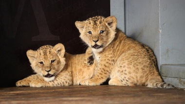 Lvice Kivu vychovává samici a samce