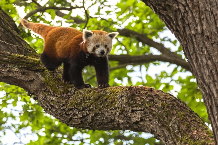 Den pand, sport v nejrůznějších podobách a asijské speciality jsou tipy na víkend