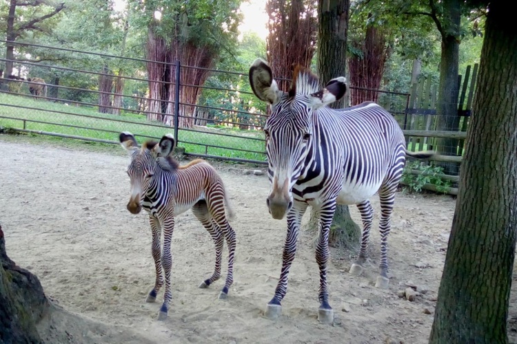 V zoo se narodily zebra a lama. Lidé je uvidí ve výběhu