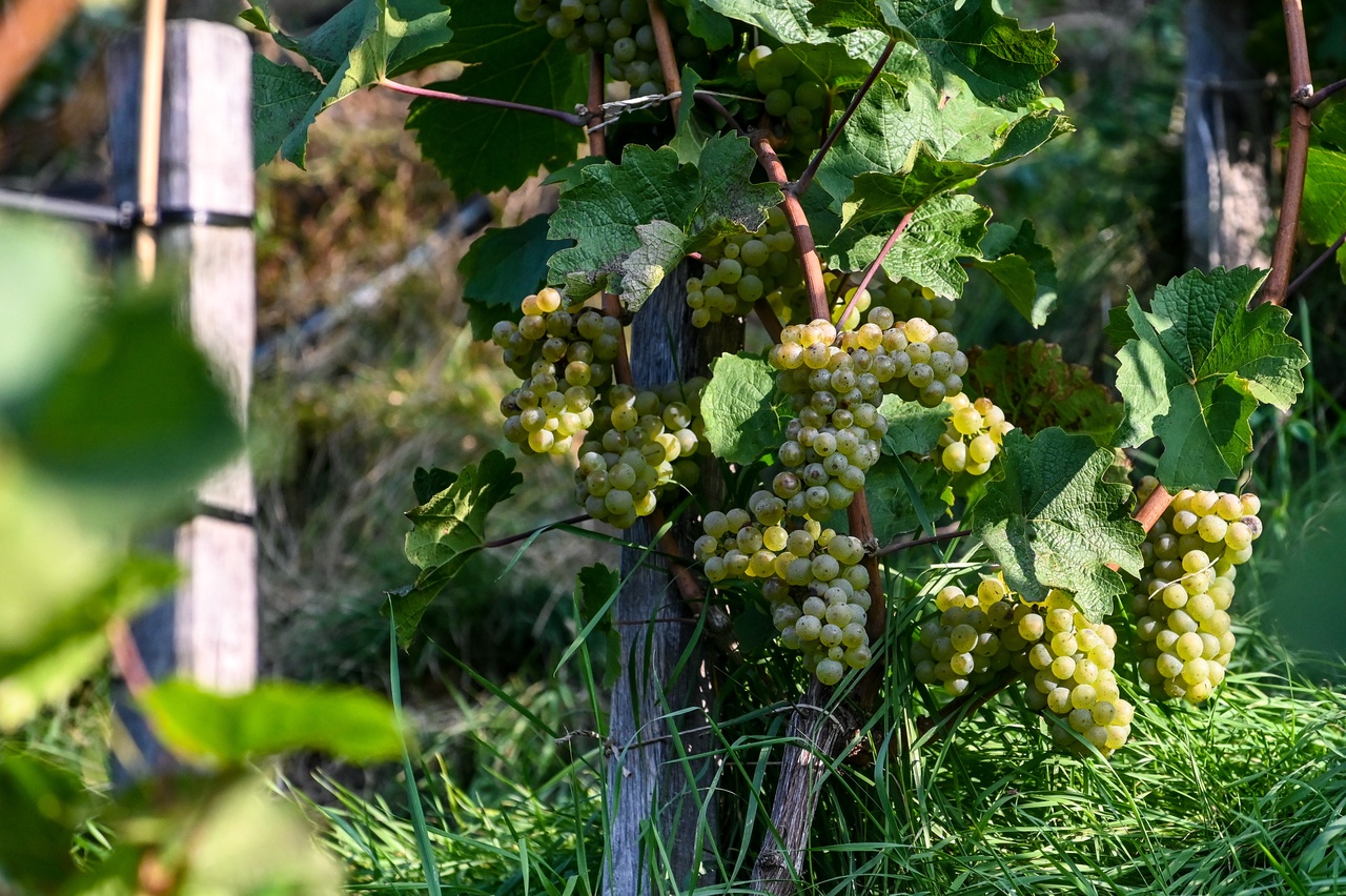 Vinobraní ve vinici na Špilberku