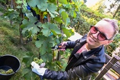 Vinobraní ve vinici na Špilberku