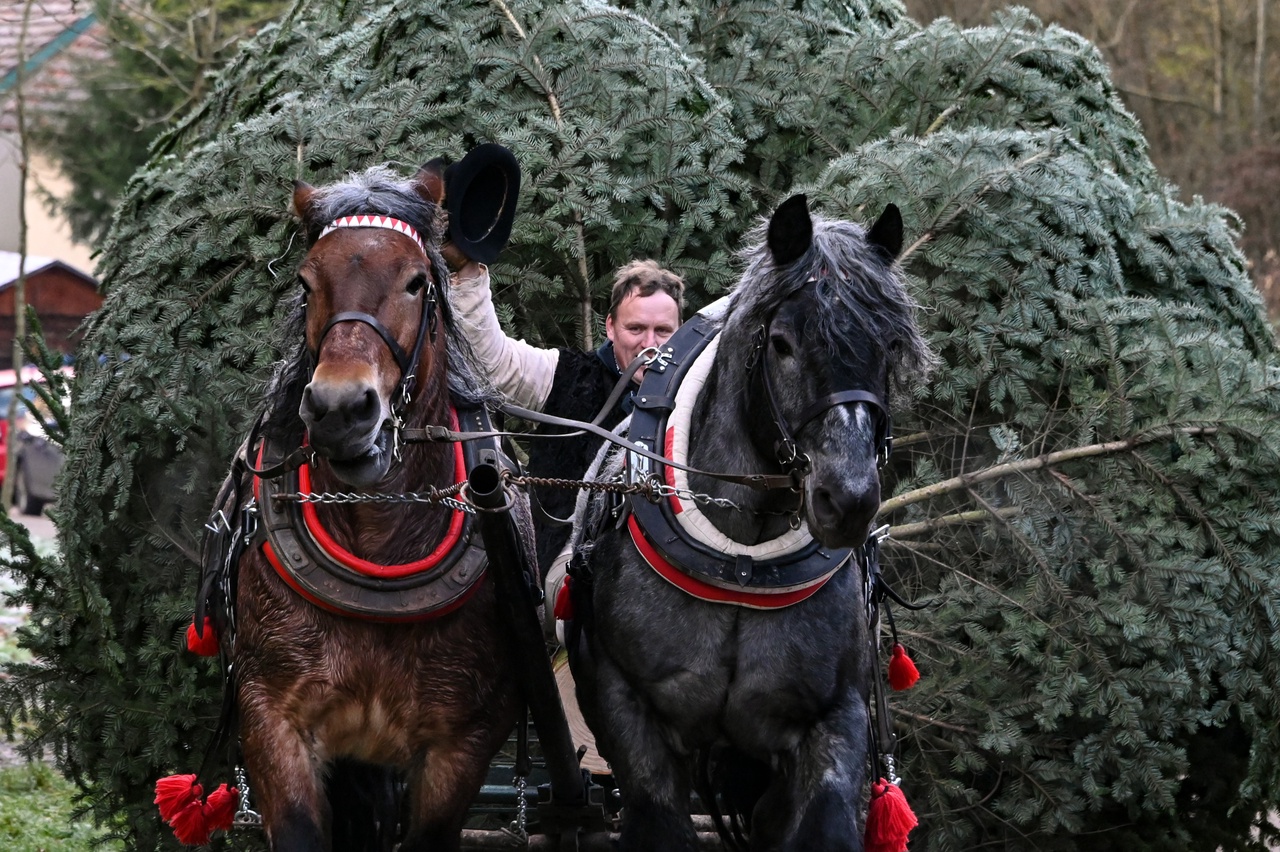 Brno má svůj vánoční strom