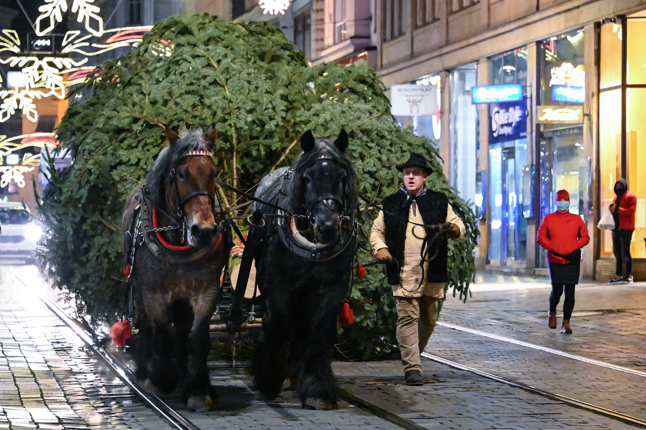 Brno má svůj vánoční strom