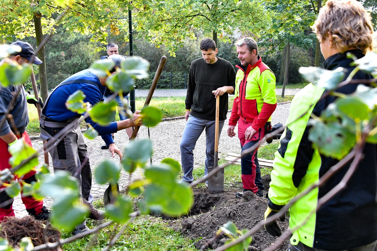 Sázení stromů s Veřejnou zelení města Brna