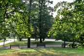 Sázení stromů s Veřejnou zelení města Brna