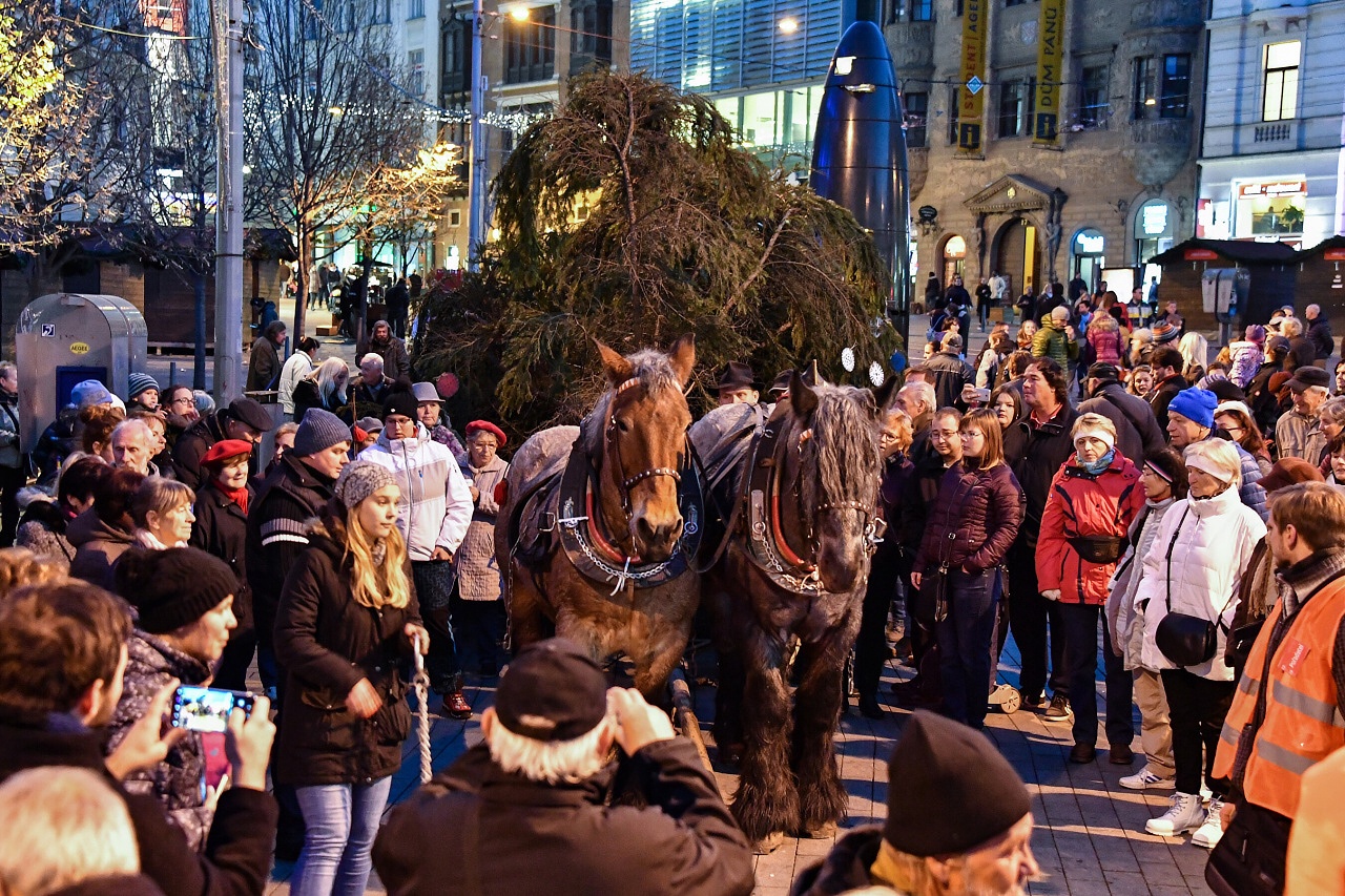Slavnostní předání Těsnohlídkova vánočního stromu městu Brnu