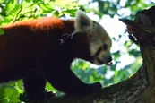 Slavnostní otevření nové expozice pro pandy červené