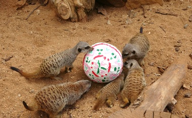I surikaty si užívají Velikonoce. Foto: Zoo Brno