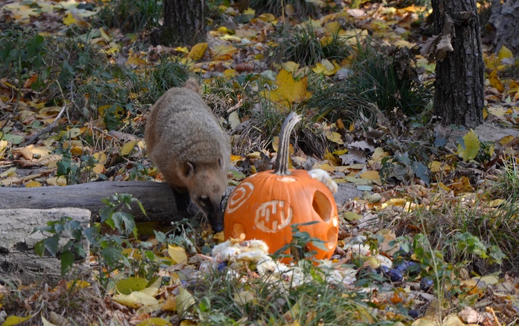 Obzvláště nabitý bude Halloween v brněnské zoo. Foto: Zoo Brno